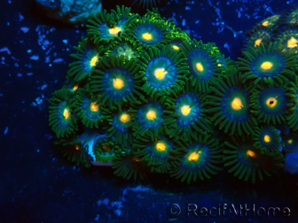 WYSIWYG - Zoanthus Maricultura Indo Acclimatato sotto led