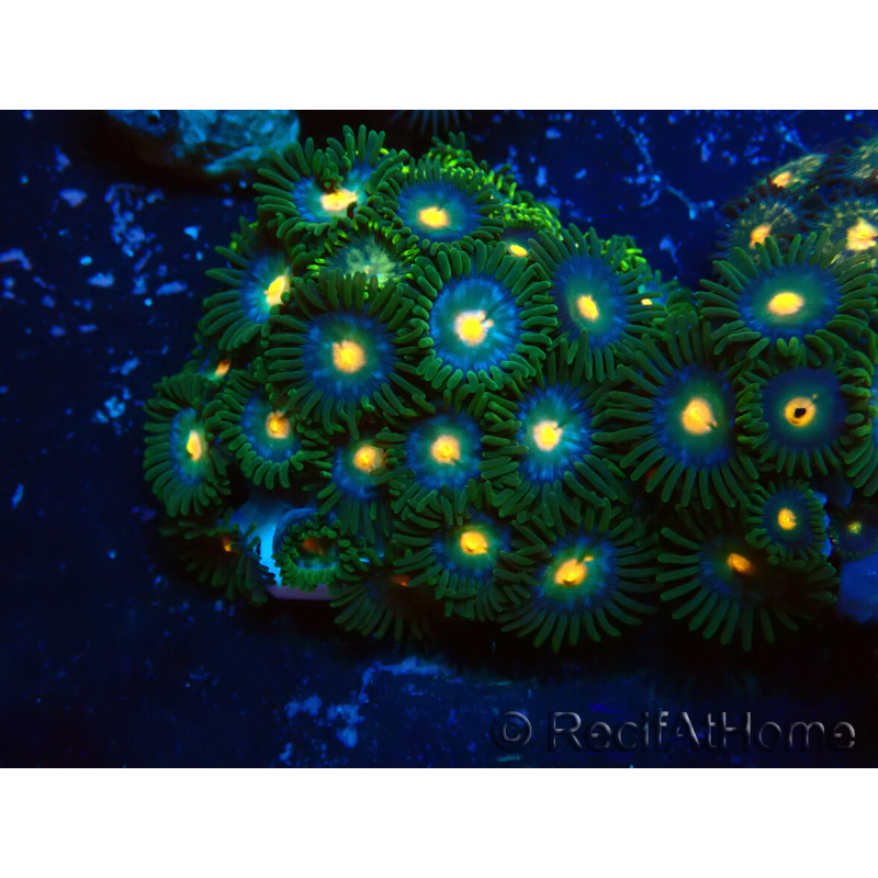 WYSIWYG - Zoanthus Maricultura Indo Aclimatado bajo LED