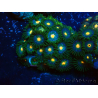 WYSIWYG - Zoanthus Indo Mariculture Acclimated under LED