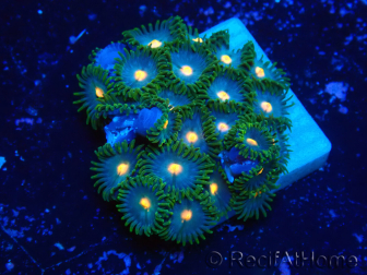 WYSIWYG - Zoanthus Mariculture Indo Acclimated under LED