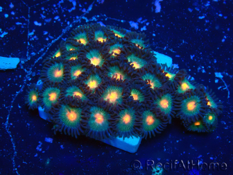 WYSIWYG - Zoanthus 14B2 Mariculture Indo Acclimaté sous led