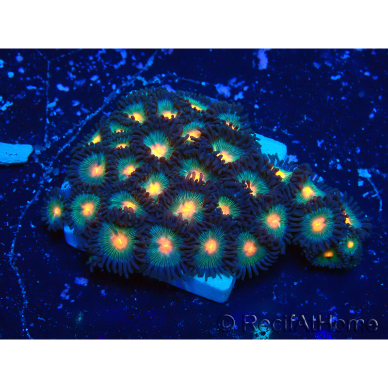 WYSIWYG - Zoanthus Mariculture Indo Acclimated under LED