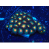 WYSIWYG - Zoanthus Maricoltura Indo Acclimatato sotto led