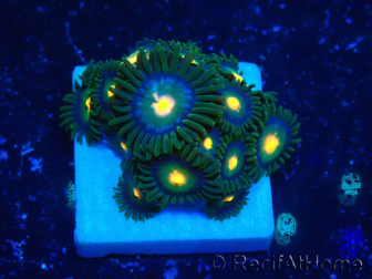 WYSIWYG - Zoanthus Mariculture Indo Acclimaté sous led