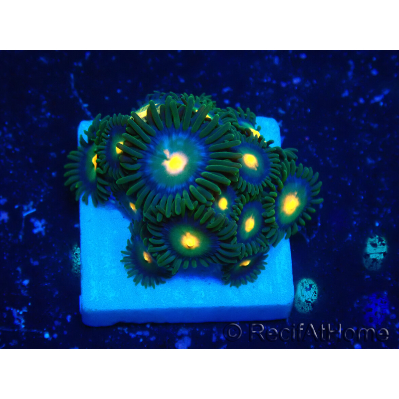 WYSIWYG - Zoanthus Mariculture Indo Acclimated under LED