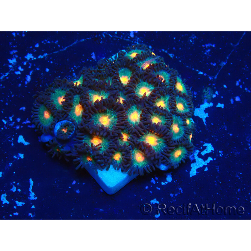 WYSIWYG - Zoanthus Indo Mariculture Acclimated under LED