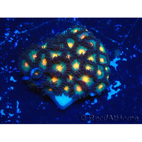 WYSIWYG - Zoanthus Maricoltura Indo Acclimatato sotto led