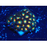 WYSIWYG - Zoanthus Indo Mariculture Acclimated under LED