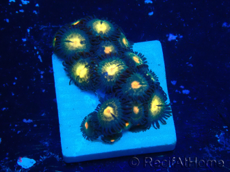 WYSIWYG - Zoanthus Mariculture Indo Acclimaté sous led