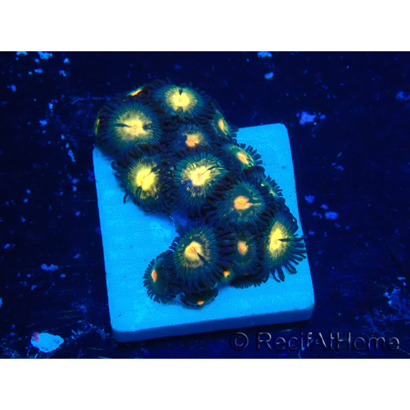 WYSIWYG - Zoanthus Indo Mariculture Acclimated under LED