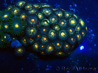 WYSIWYG - Zoanthus Maricoltura Indo Acclimatato sotto led