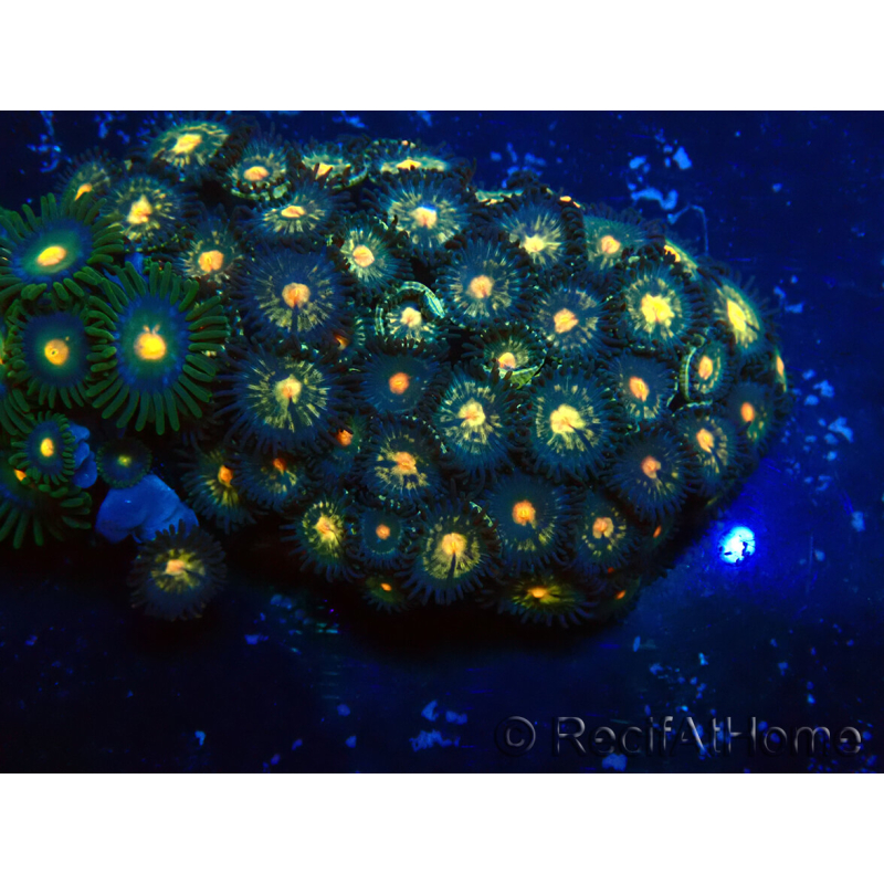 WYSIWYG - Zoanthus Indo Mariculture Acclimated under LED