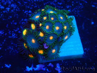 WYSIWYG - Zoanthus Indo Mariculture Acclimated under LED