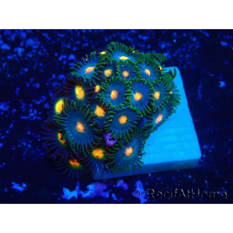 WYSIWYG - ZoanthusMaricultura Indo Aclimatado bajo LED