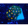 WYSIWYG - Zoanthus Maricoltura Indo Acclimatato sotto LED