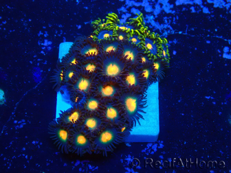 WYSIWYG - Zoanthus 14C3 Mariculture Indo Acclimaté sous led