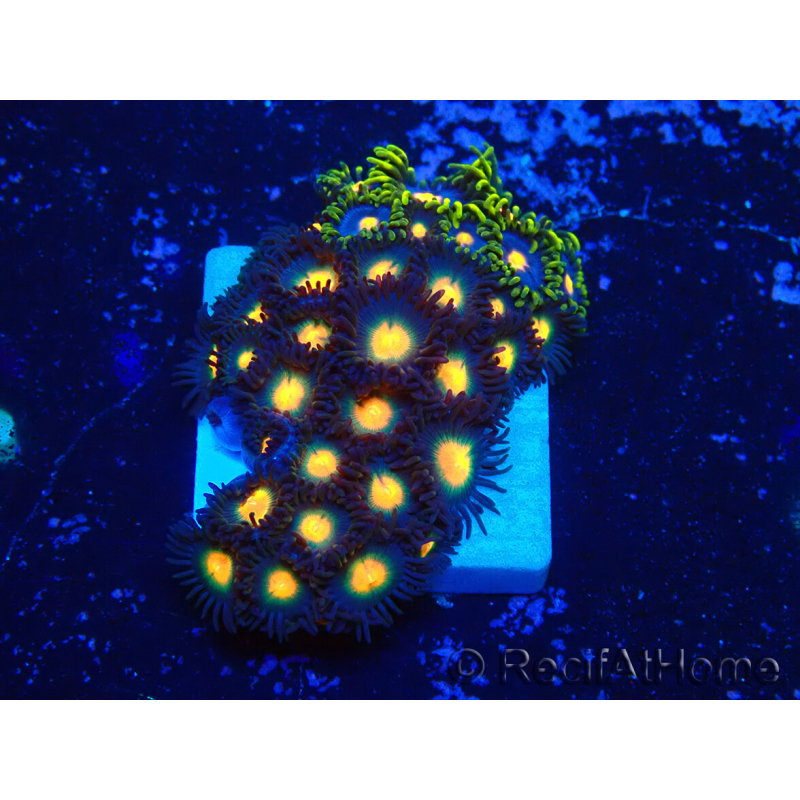 WYSIWYG - Zoanthus Mariculture Indo Acclimaté sous led