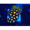 WYSIWYG - Zoanthus Mariculture Indo Acclimated under LED