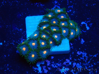 WYSIWYG - Zoanthus Marikultur Indo Akklimatisiert unter LED