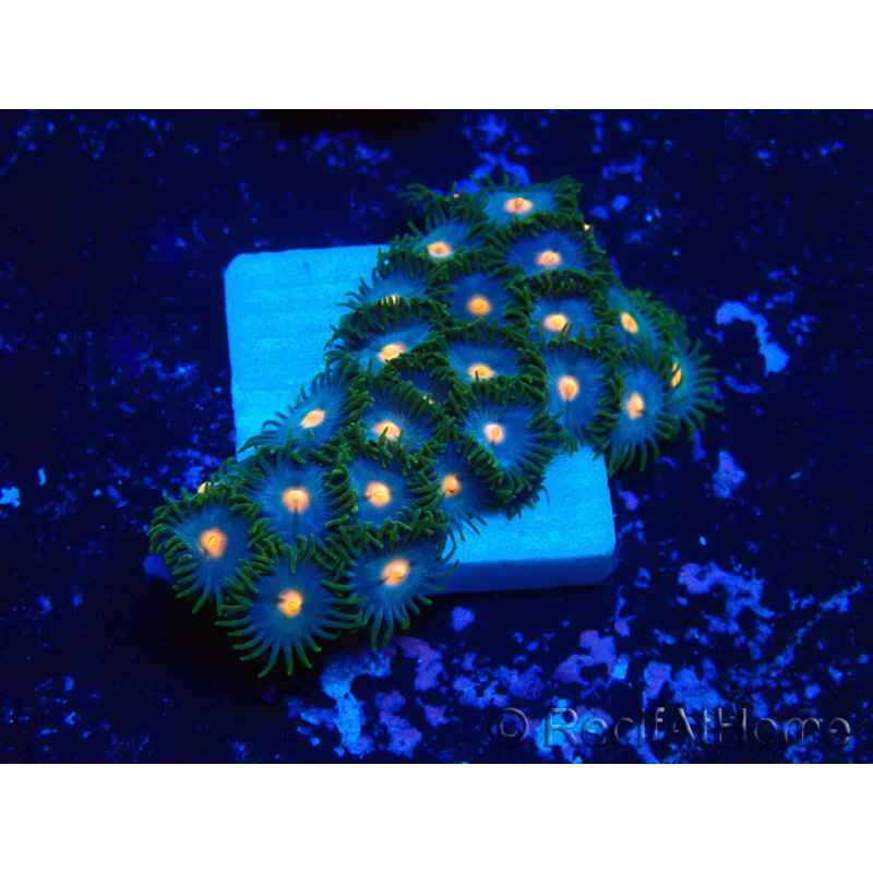 WYSIWYG - Zoanthus 14C4 Mariculture Indo Acclimaté sous led