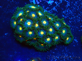 WYSIWYG - Zoanthus 14C5 Mariculture Indo Acclimaté sous led