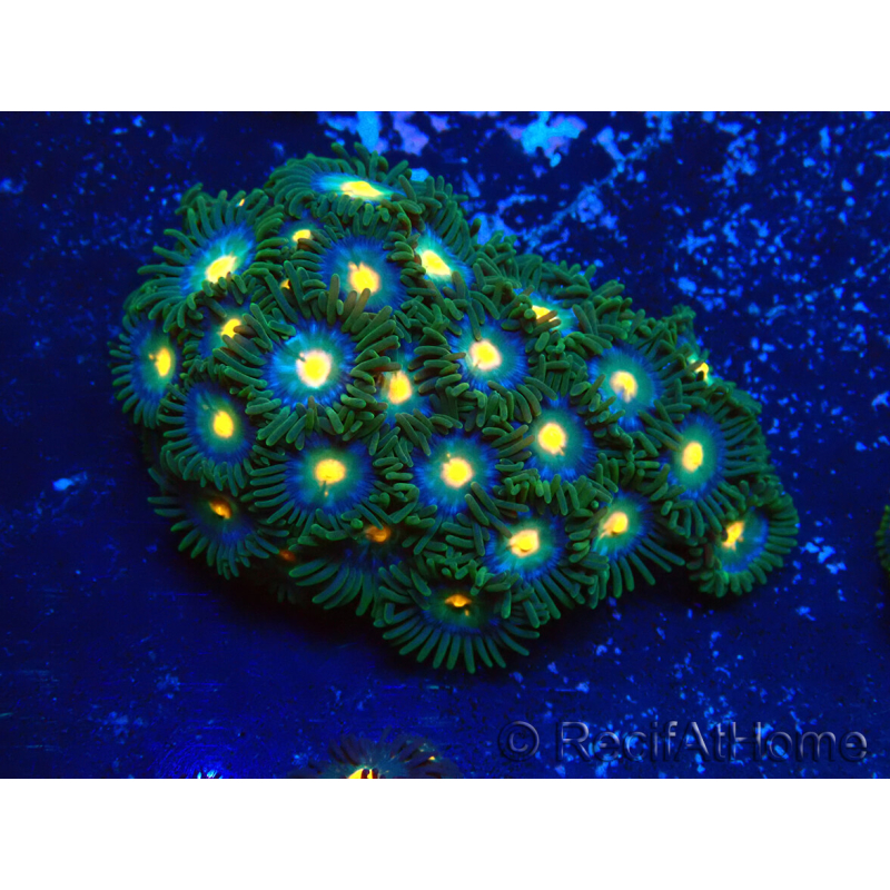 WYSIWYG - Zoanthus Indo Mariculture Acclimated under LED