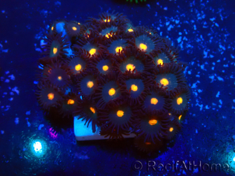 WYSIWYG - Zoanthus Mariculture Indo Acclimaté sous led