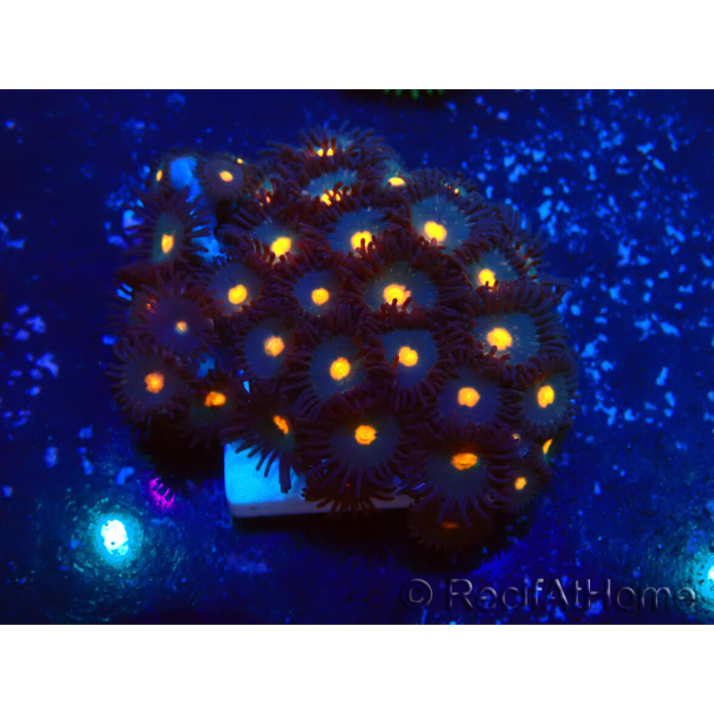 WYSIWYG - Zoanthus Maricultura Indo Acclimatato sotto LED
