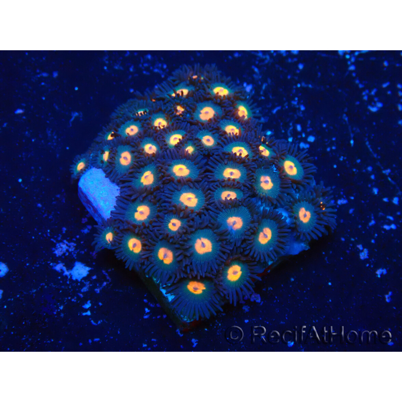 WYSIWYG - Zoanthus Indo Mariculture Acclimated under LED