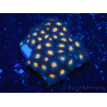 WYSIWYG - Zoanthus Indo Mariculture Acclimated under LED