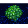 WYSIWYG - Zoanthus Mariculture Indo Acclimated under LED