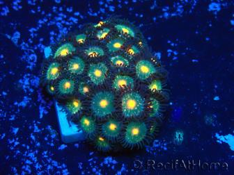 WYSIWYG - Zoanthus Maricultura Indo Acclimatato sotto led