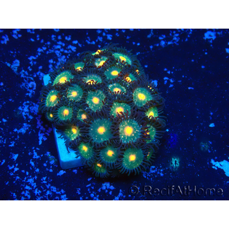WYSIWYG - Zoanthus Indo Mariculture Acclimated under LED