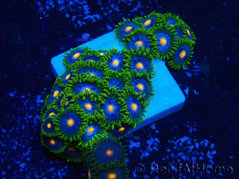 WYSIWYG - Zoanthus Mariculture Indo Acclimaté sous led