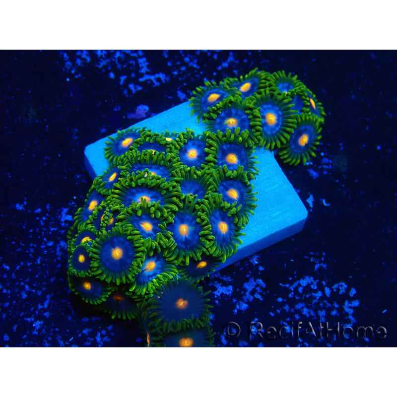 WYSIWYG - Zoanthus Indo Mariculture Acclimated under LED