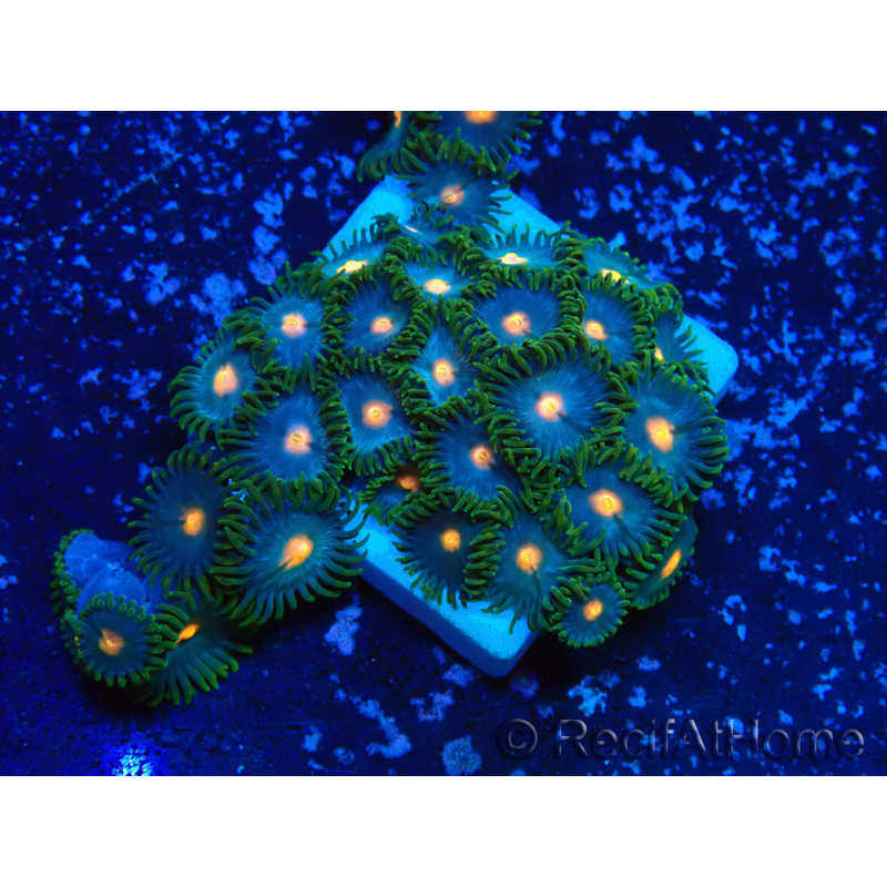 WYSIWYG - Zoanthus Indo Mariculture Acclimated under LED
