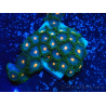 WYSIWYG - Zoanthus Mariculture Indo Acclimaté sous led
