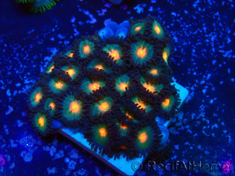 WYSIWYG - Zoanthus 14D6 Mariculture Indo Acclimaté sous led