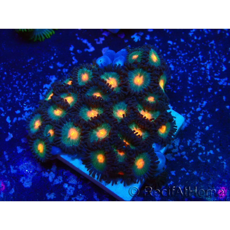 WYSIWYG - Zoanthus Maricoltura Indo Acclimatato sotto LED