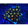 WYSIWYG - Zoanthus 14D6 Mariculture Indo Acclimaté sous led