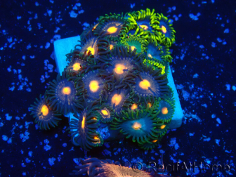 WYSIWYG - Zoanthus 14E1 Mariculture Indo Acclimaté sous led