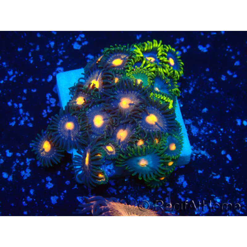 WYSIWYG - Zoanthus Mariculture Indo Acclimaté sous led