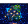 WYSIWYG - Zoanthus Mariculture Indo Acclimated under LED