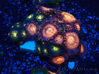 WYSIWYG - Zoanthus Mariculture Indo Acclimaté sous led