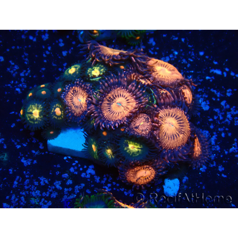 WYSIWYG - Zoanthus Maricultura Indo Aclimatado bajo LED