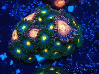 WYSIWYG - Zoanthus Mariculture Indo Acclimaté sous led