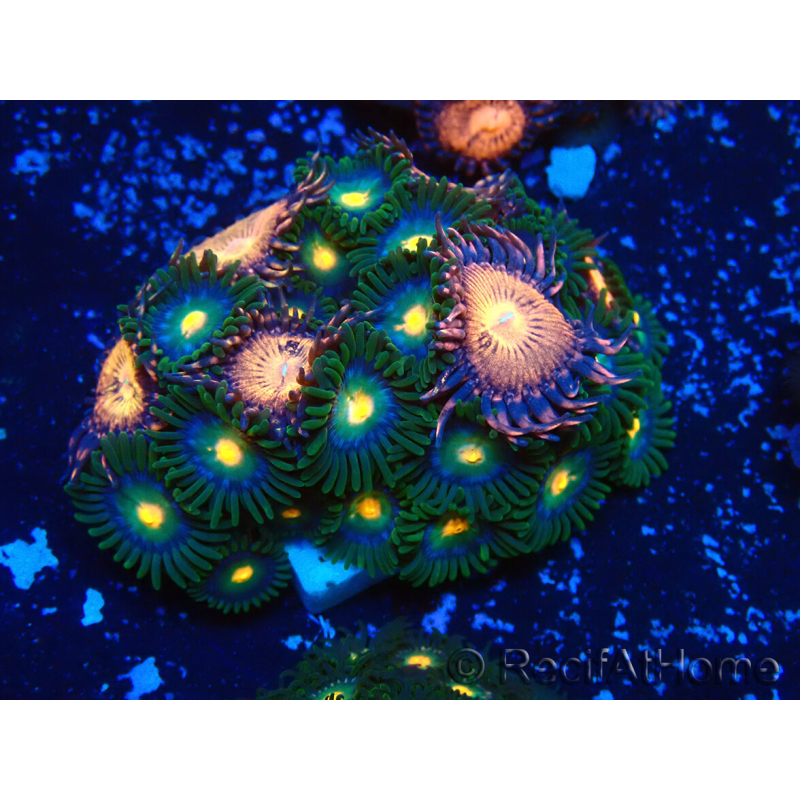 WYSIWYG - Zoanthus Mariculture Indo Acclimaté sous led