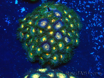 WYSIWYG - Zoanthus Maricoltura Indo Acclimatato sotto LED
