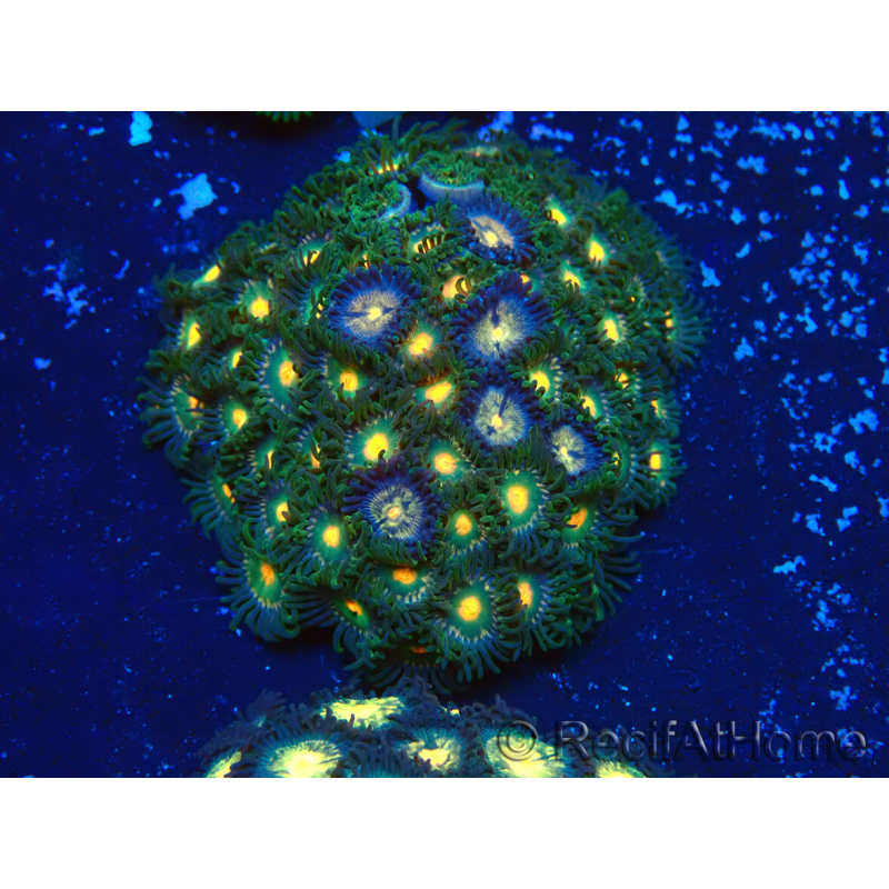 WYSIWYG - Zoanthus Maricoltura Indo Acclimatato sotto LED