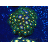 WYSIWYG - Zoanthus Mariculture Indo Acclimaté sous led